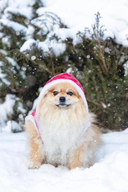 Cachorro Spitz com roupas vermelhas de Natal senta-se na neve.