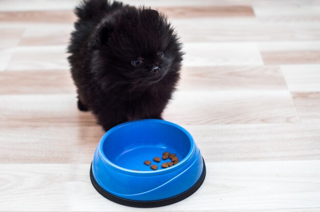 Cachorro de spitz comiendo en el piso de la cocina