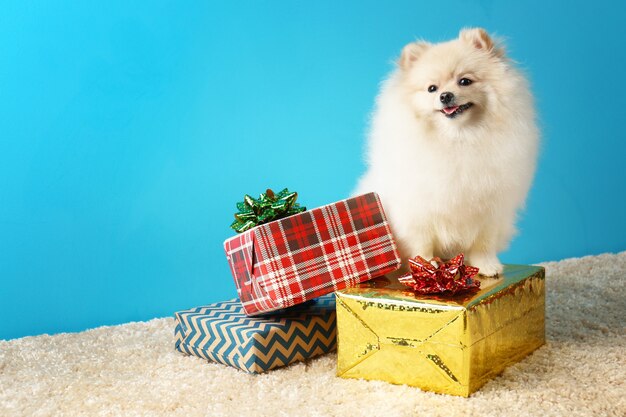 Cachorro spitz da Pomerânia com caixas de presente no tapete