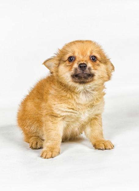 Cachorro de Spitz delante de un fondo blanco Perro Pomerania aislado en un fondo blanco