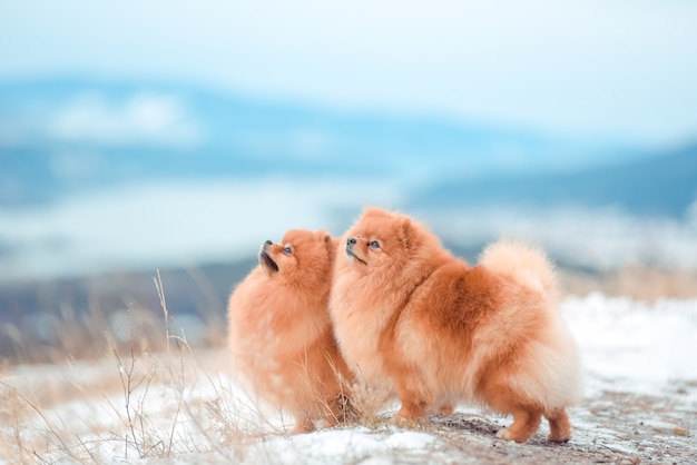 Cachorro Spitz en las montañas en invierno