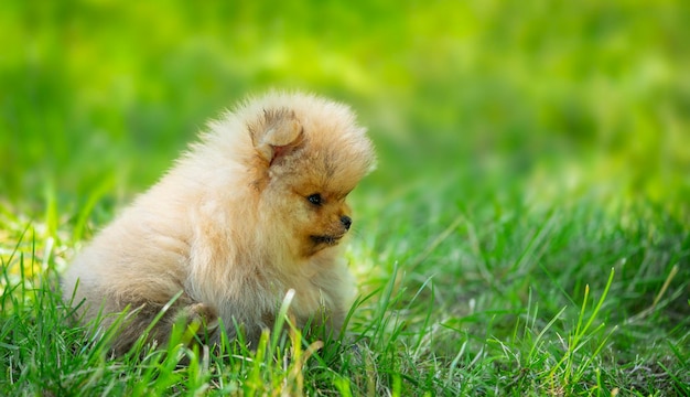 Un cachorro spitz de Pomerania sentado en el fondo de hierba verde