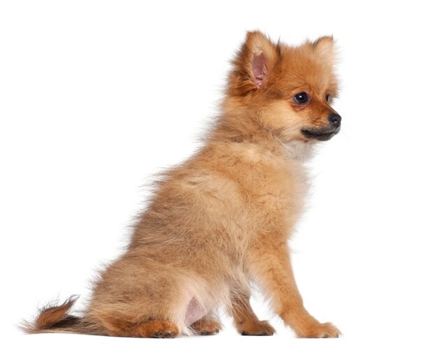 Cachorro Spitz, sentado contra el fondo blanco.