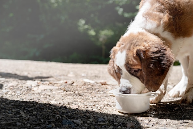 Cachorro st bernard sedento bebendo da tigela branca ao ar livre em dia quente de verão