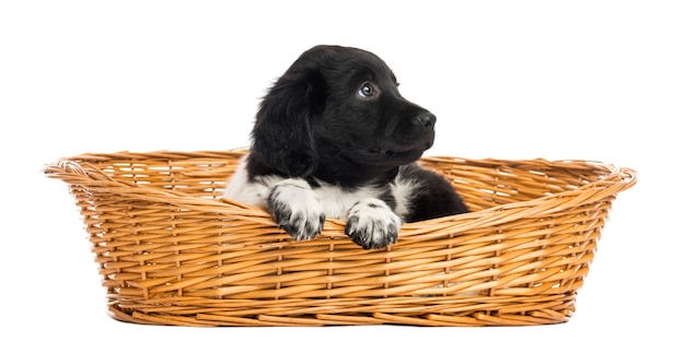 Cachorro Stabyhoun en una cesta de mimbre mirando hacia arriba aislado en blanco