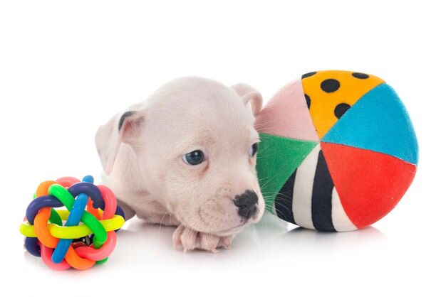 Foto cachorro staffordshire bull terrier delante de un fondo blanco