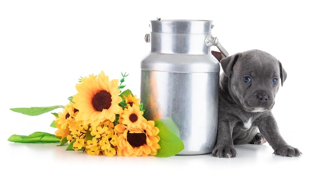 Cachorro Staffordshire Bull Terrier con una jarra de leche