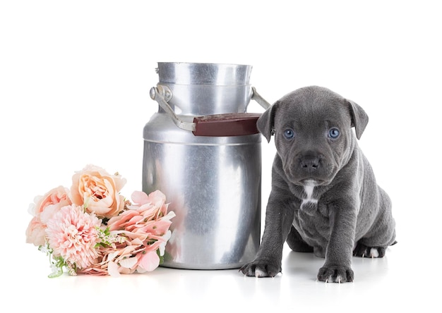 Cachorro Staffordshire Bull Terrier con una jarra de leche