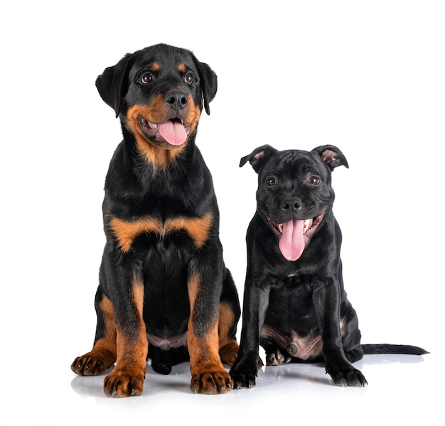 Cachorro de staffordshire bull terrier y rottweiler delante de un fondo blanco