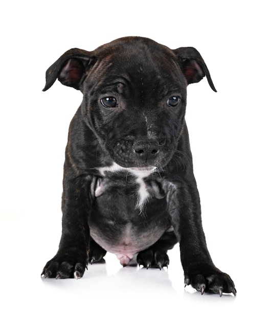 cachorro staffordshire bull terrier