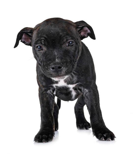 Foto cachorro staffordshire bull terrier