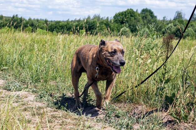 Cachorro Staffordshire Terrier andando na floresta de perto