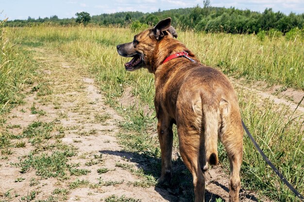 Cachorro Staffordshire Terrier andando na floresta