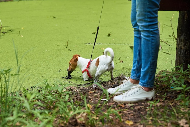 Cachorro sujo se diverte no pântano, animal de estimação molhado em poça