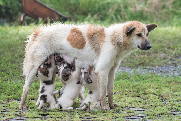 Cachorro tailandês alimentando filhotes