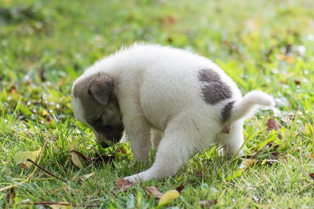 Cachorro tailandés cagando en el campo de hierba