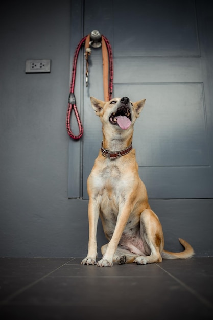 Cachorro tailandês leal sentado em um quarto escuro Olha para a câmera