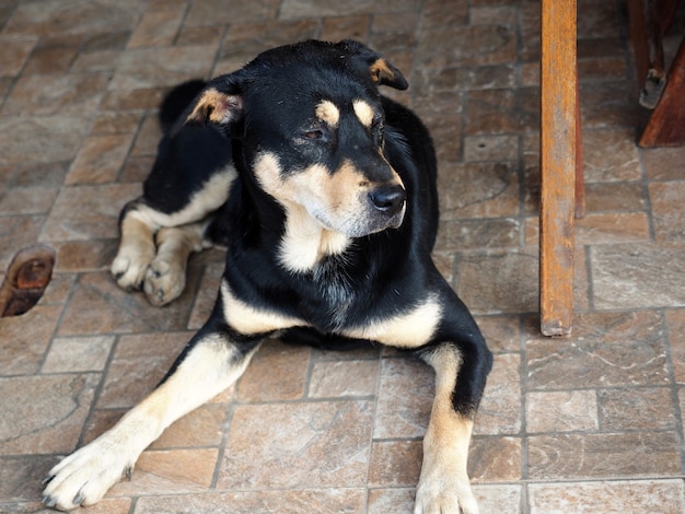 Cachorro tailandês marrom-escuro fica em casa sentado embaixo da mesa com uma cara chata