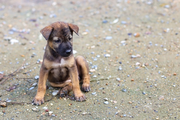 El cachorro tailandés marrón bebé está sentado y lindo en el jardín