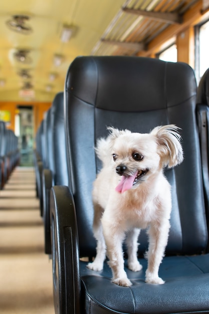 Cachorro tão fofo de cor bege misturado com Shih-Tzu, Pomerânia e Poodle em um assento de carro dentro de uma cabine de trem em estilo vintage esperar por uma viagem de férias