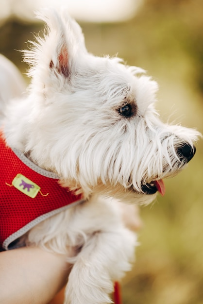 Cachorro de terrier blanco un hermoso perro