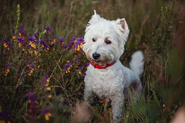 Cachorro terrier branco de West Highland sentado no campo com flores