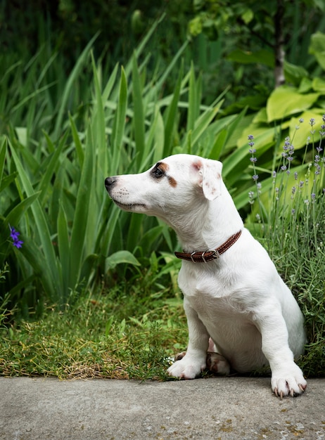 Cachorro terrier branco Jack Russell no parque na grama