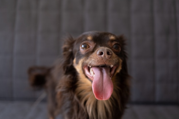 Foto cachorro terrier de brinquedo russo marrom engraçado. boca aberta.
