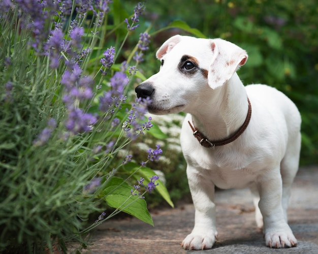 Cachorro terrier Jack Russell branco no parque na grama