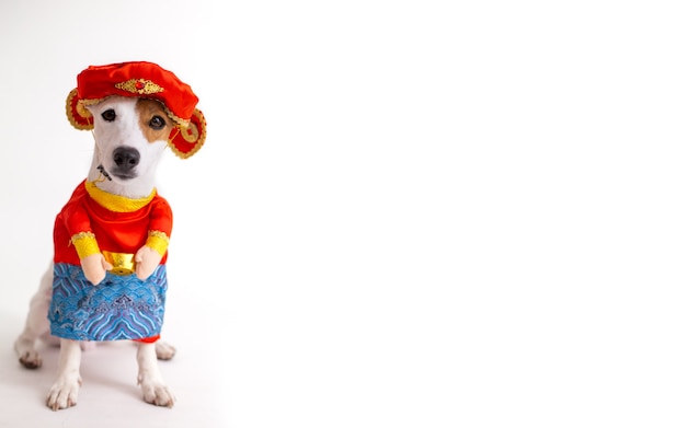 Cachorro terrier jack russell com fantasia chinesa de deus da fortuna