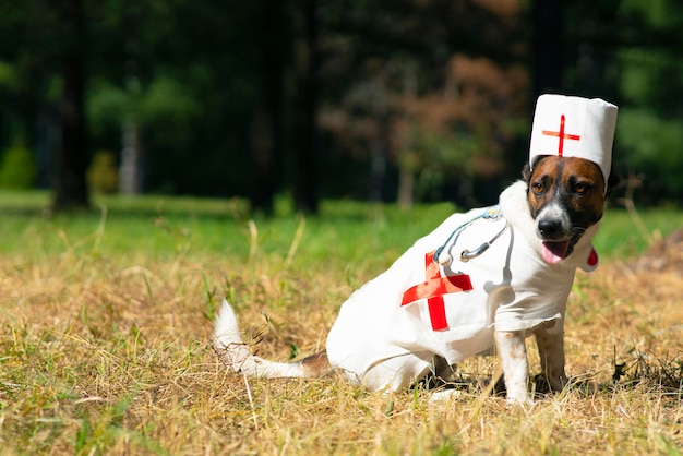 Cachorro terrier jack russell em um espaço de cópia de fantasia de médico