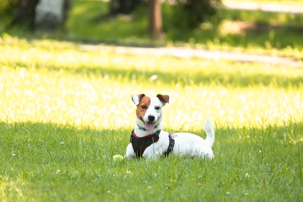 Cachorro terrier jack russell no parque