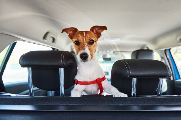 Cachorro terrier Jack Russell olhando para fora do assento do carro. Viagem com um cachorro