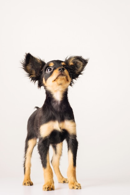 cachorro de terrier de juguete ruso