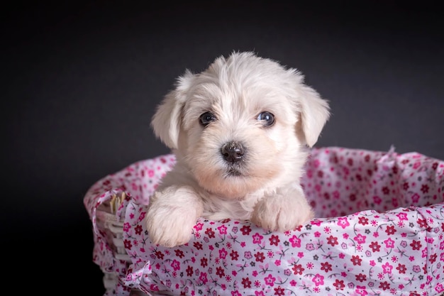 Cachorro de terrier maltés muy lindo