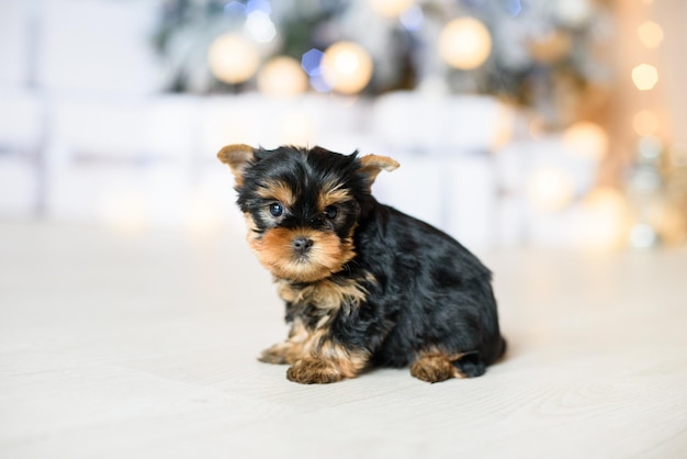 Un cachorro de terrier negro y marrón está sentado en el fondo de un árbol de Navidad cerrado