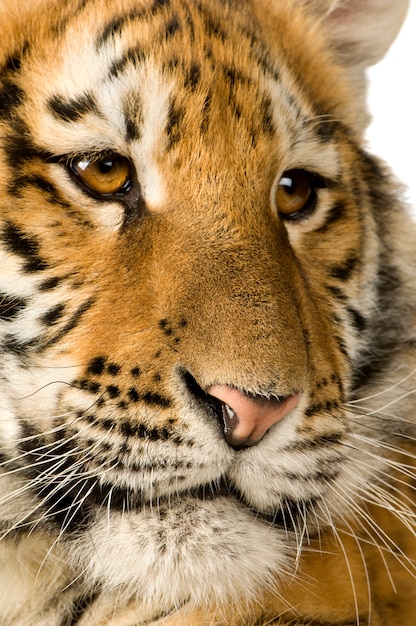 Cachorro de tigre (5 meses) delante en un blanco aislado