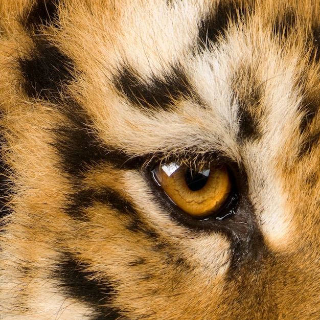 Cachorro de tigre (5 meses) delante en un blanco aislado