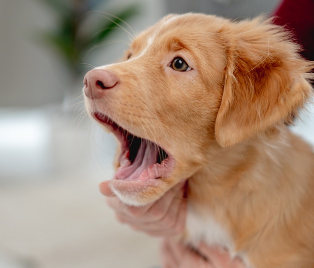 Cachorro Toller bostezando después de divertirse con la mujer en casa