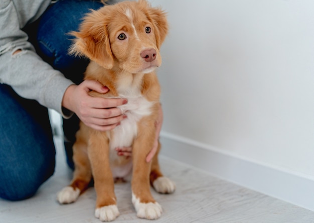 Cachorro Toller divirtiéndose con el propietario sentado en el suelo en casa