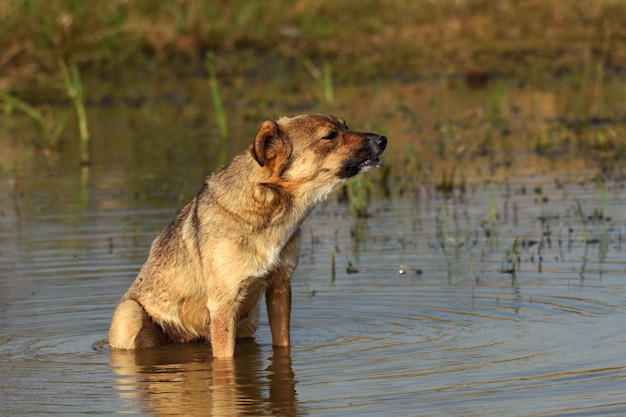 Cachorro tomando banho ao longo da margem do rio