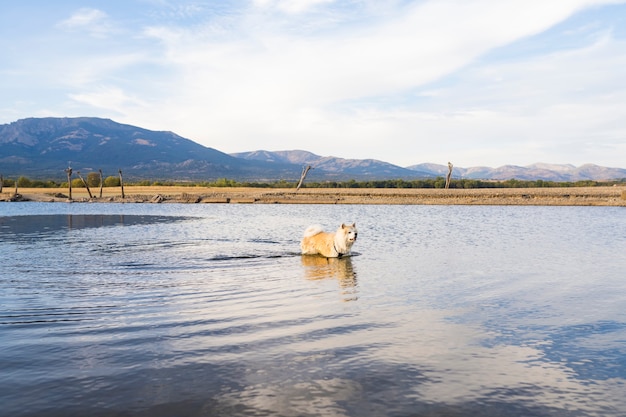 Cachorro tomando banho em um lago