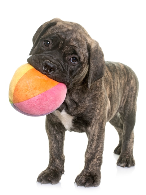 cachorro toro mastín jugando