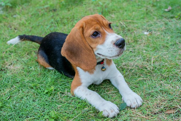 cachorro travieso en el jardín de casa