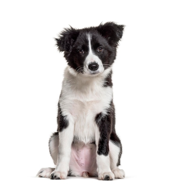 Cachorro de tres meses Border Collie blanco y negro sentado aga