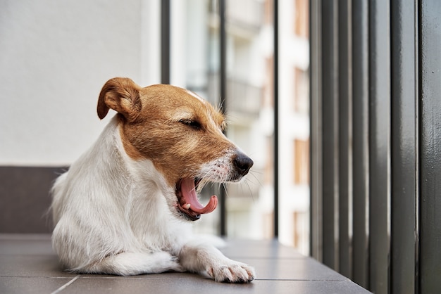 Cachorro triste deitado no chão bocejando