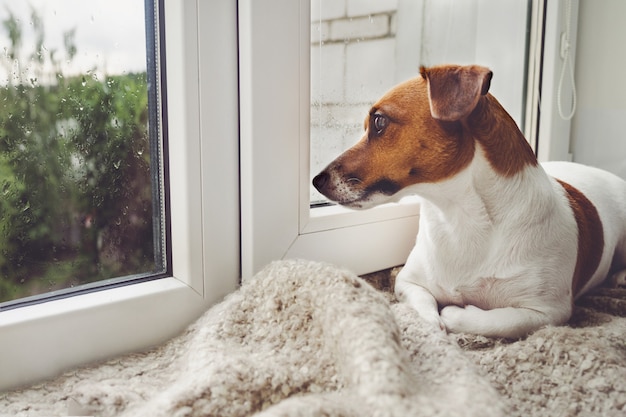 Cachorro triste está deitado na janela e esperando o dono.