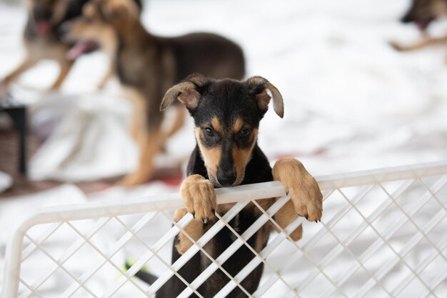 Cachorro triste en refugio detrás de una valla esperando ser rescatado y adoptado en un nuevo hogar Concepto de refugio para animales