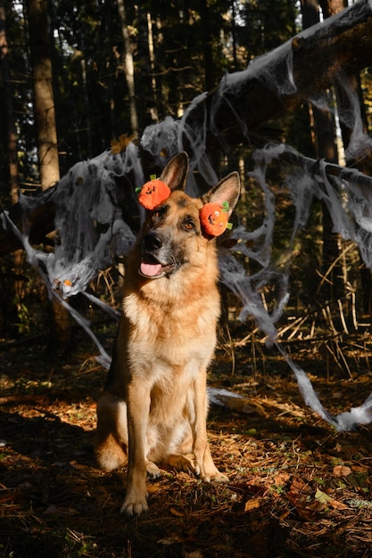 Cachorro usa bandana com abóboras laranja na cabeça senta-se contra o pano de fundo da decoração da teia de aranha