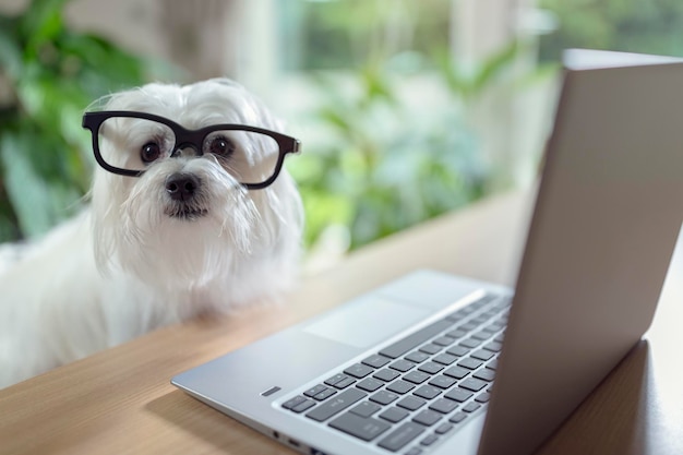 Cachorro usando computador portátil